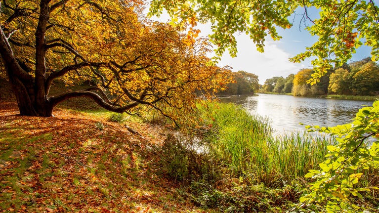 View across the lake at Nostell on a bright autumn day, with golden and brown fallen leaves covering the path